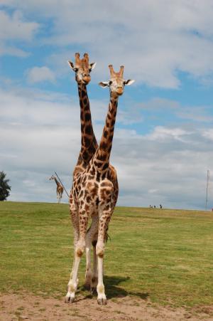 Kirahvi(t?) Fota Wildlife Parkissa